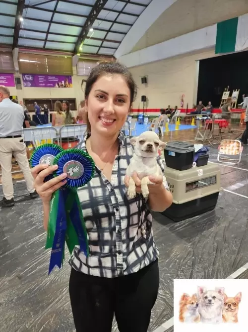 EXPOSIÇÃO KENNEL CLUBE CURITIBA 
2X 5º BEST IN SHOW INICIAL 