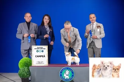 TÍTULO DE CAMPEÃ ADULTA 